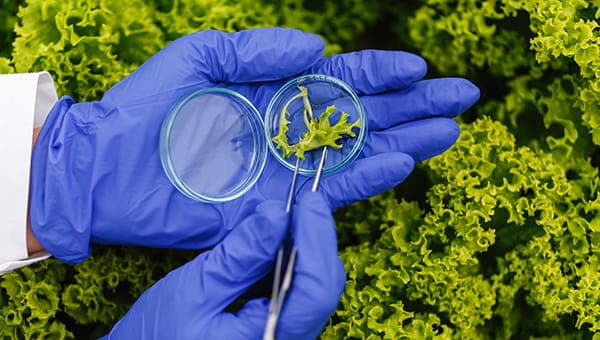 Antimicrobial potential of phytocompounds of Acorus calamus: in silico approach